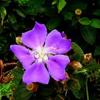 Princess flower