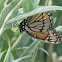 Viceroy