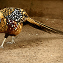 Reeves's Pheasant