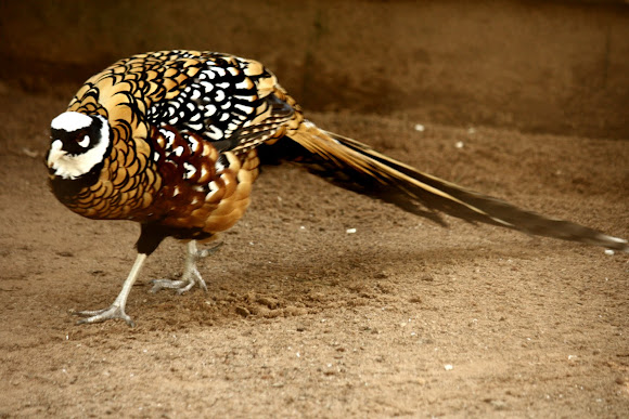 Spotting Image 1