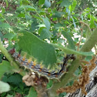 Caterpillar