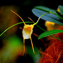 Orquidea, Masdevalia
