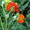 'Mrs. Bradshaw' Geum