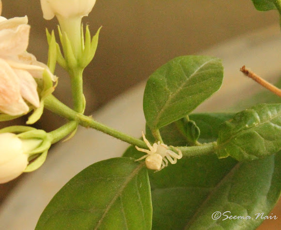 Spotting Image 1