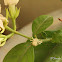 Flower Crab Spider