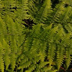 Sword Fern