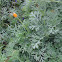 California Poppy