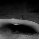 Stingray
