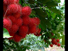 Finca Refofestada De Arboles Frutales