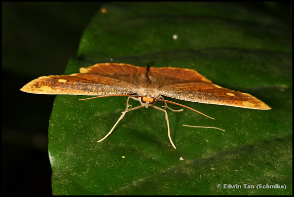 Spotting Image 1
