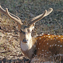 Spotted deer (chital)