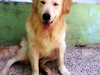 Busco Novia Golden Retriever