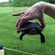Painted turtle