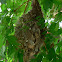 Black Sunbird (Nest)