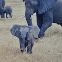 African Elephant