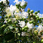 Crepe myrtle