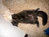 Gatititos Birmanos