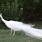 Indian Peacock