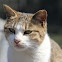 Felis catus