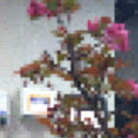 Bonsai crab apple tree
