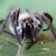 spider