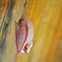 Northern Ghost Bat