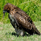 Red-tailed Hawk