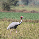 Sarus Crane