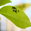 Lady Bug Larvea just hatching
