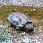 Alligator Snapping Turtle