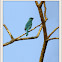 Verditer Flycatcher