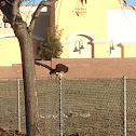 Red Tail Hawk