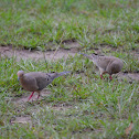 Mourning Dove