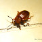 Beetle