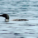 Great Northern Loon