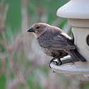 Brown-Headed Cowbird