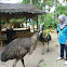 Emu