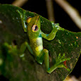 Amphibians of the World