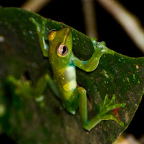 Amphibians of the World