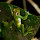 Amphibians of the World