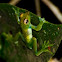 Jade Tree Frog