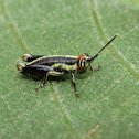 Grasshopper