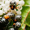 Green Stink Bug (nymphs)