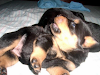 Exelentes Cachorros Rottweiler  Ovejero