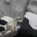 Polar Bear