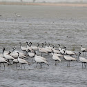 Demoiselle Crane