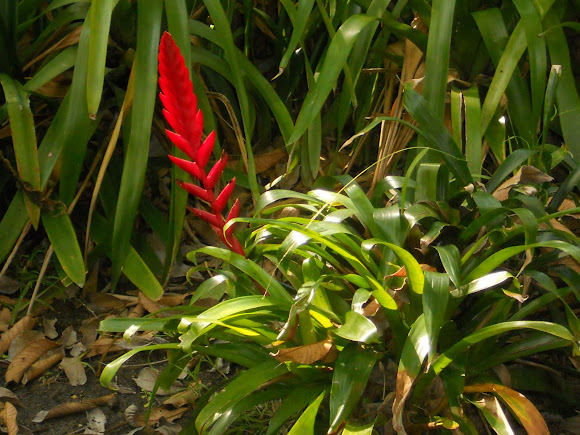Spotting Image 1