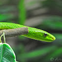 Eastern Green Mamba