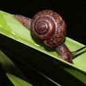 Snail