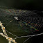 Orb-weaver Spider